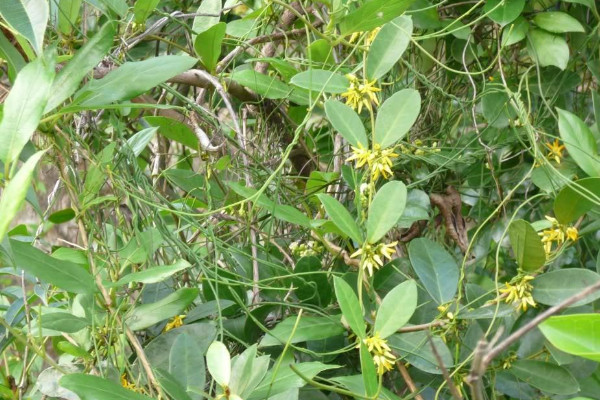 断肠草长什么样子
