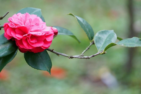 茶花品种