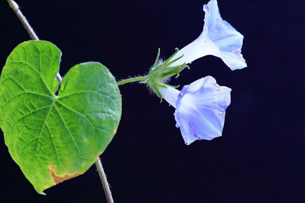 牵牛花的特点