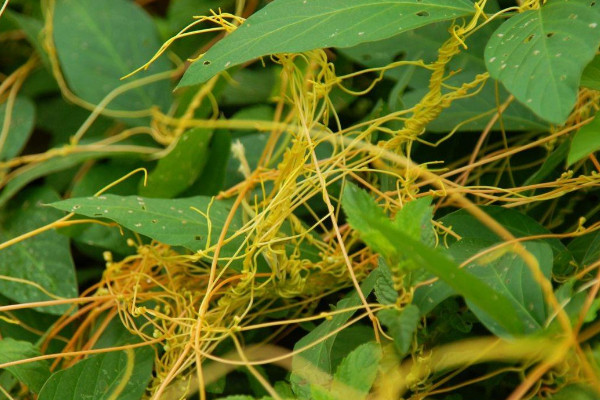 菟丝子是什么植物