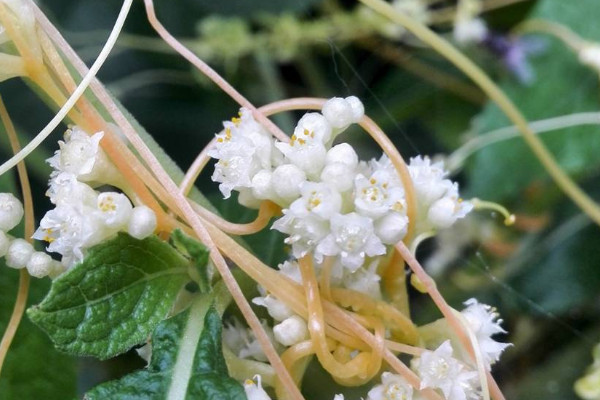 菟丝子是什么植物