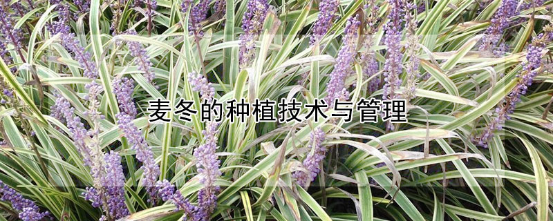 麦冬的种植技术与管理