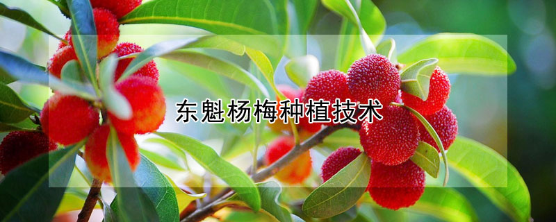 东魁杨梅种植技术