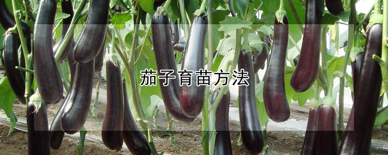 茄子育苗方法