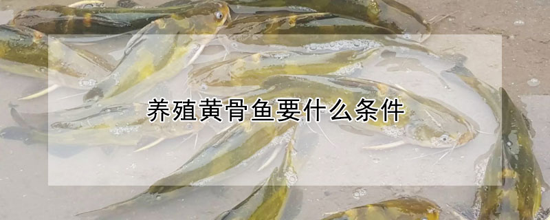 养殖黄骨鱼要什么条件