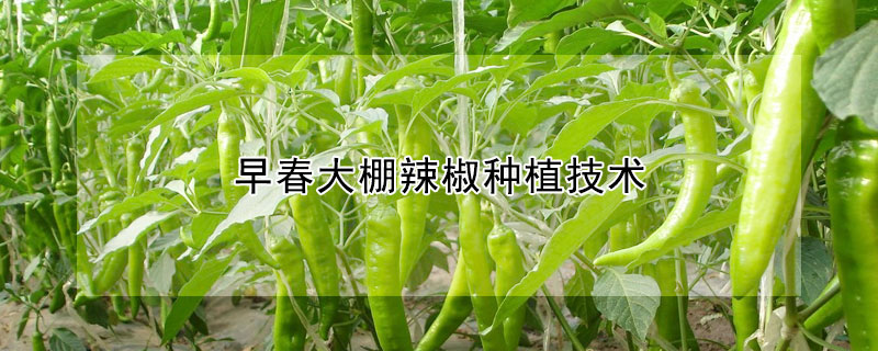 早春大棚辣椒种植技术