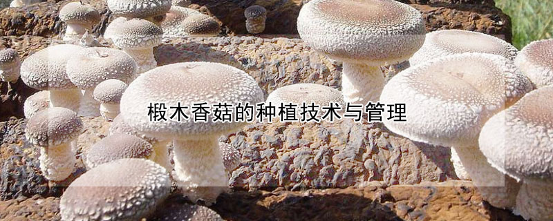 椴木香菇的种植技术与管理