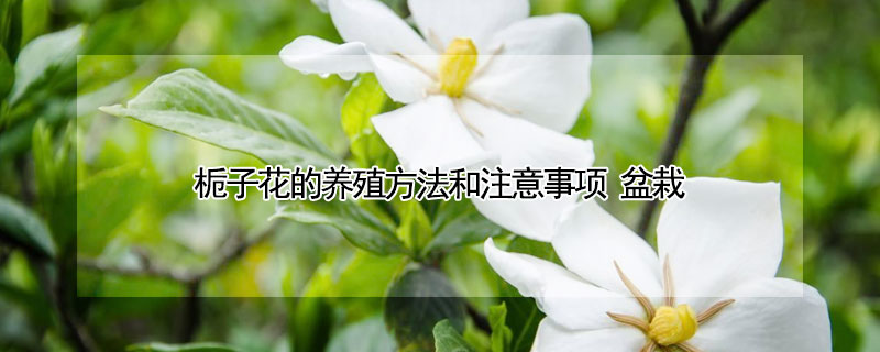 栀子花的养殖方法和注意事项 盆栽