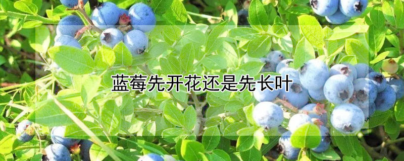蓝莓先开花还是先长叶