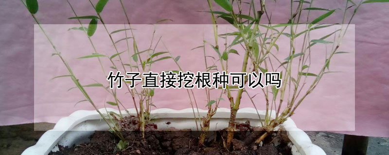 竹子直接挖根种可以吗