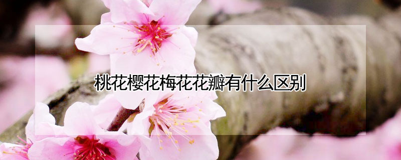 桃花樱花梅花花瓣有什么区别