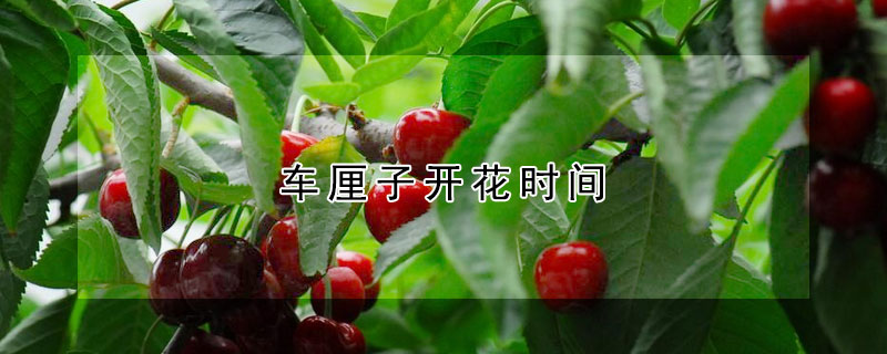 车厘子开花时间