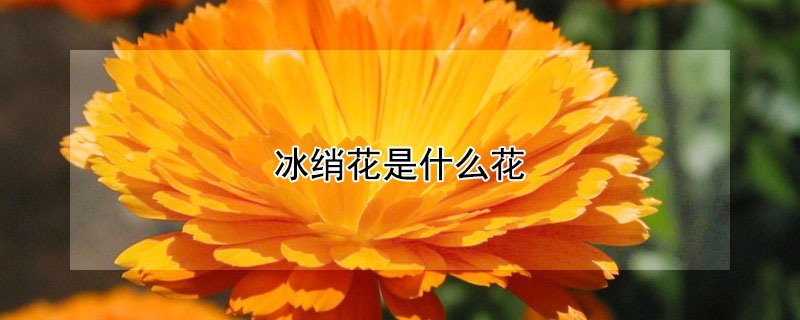 冰绡花是什么花