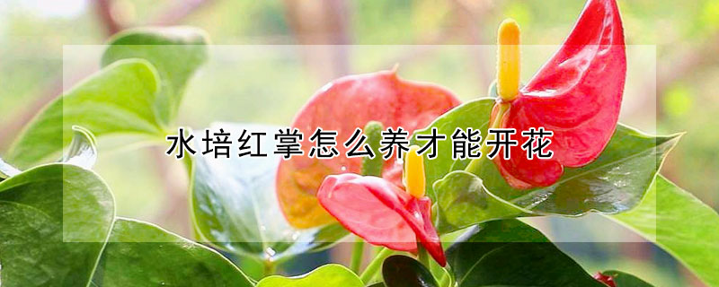 水培红掌怎么养才能开花