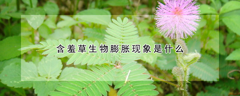 含羞草生物膨胀现象是什么