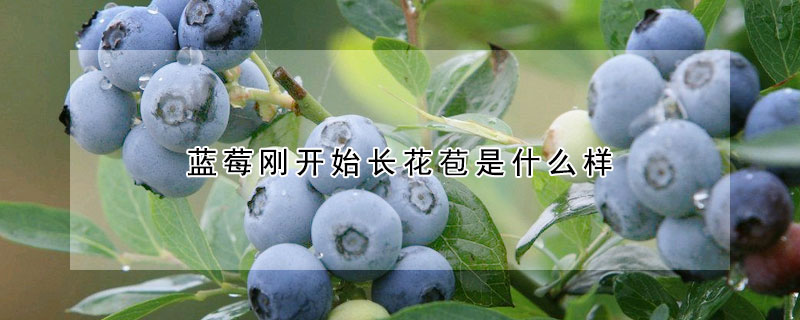 蓝莓刚开始长花苞是什么样