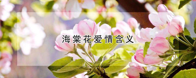 海棠花爱情含义