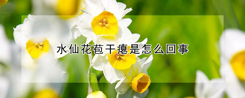 水仙花苞干瘪是怎么回事