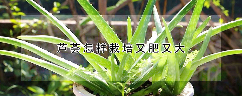 芦荟怎样栽培又肥又大