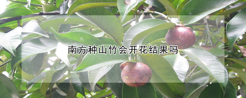 南方种山竹会开花结果吗