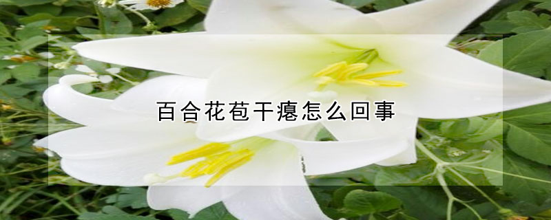 百合花苞干瘪怎么回事