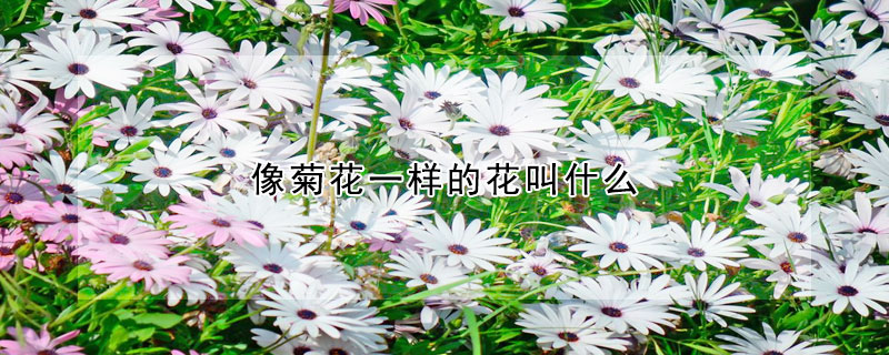 像菊花一样的花叫什么