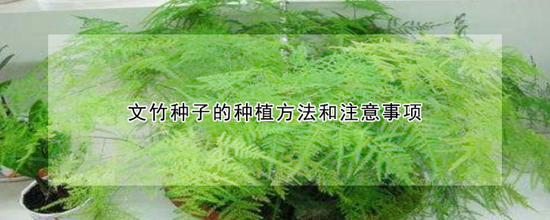 文竹种子的种植方法和注意事项