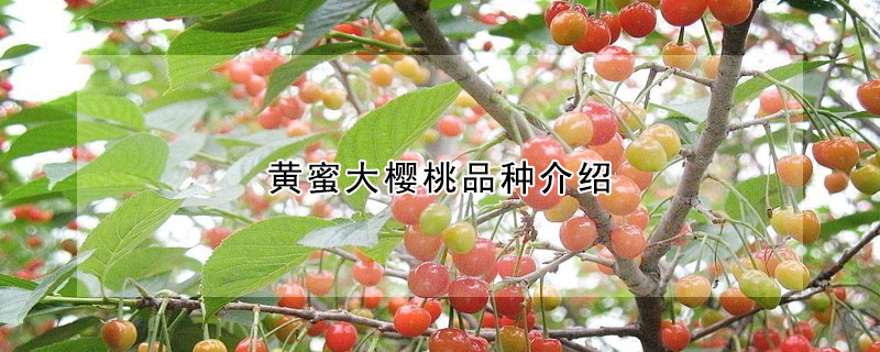黄蜜大樱桃品种介绍 —【发财农业网】