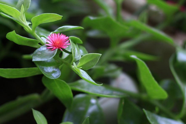 穿心莲是什么植物