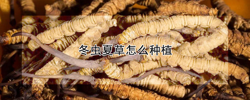 冬虫夏草怎么种植