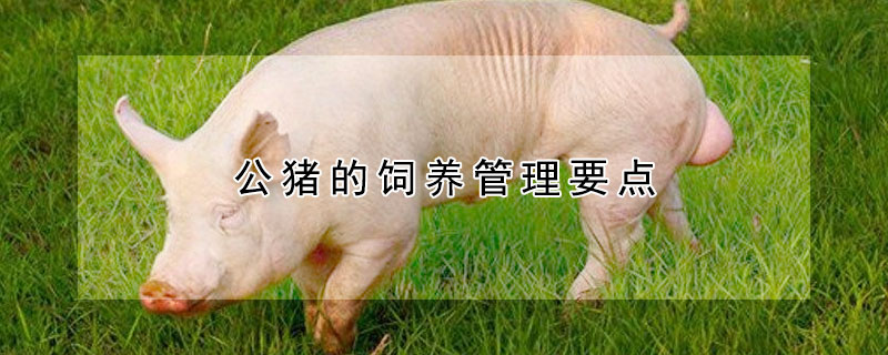 公猪的饲养管理要点