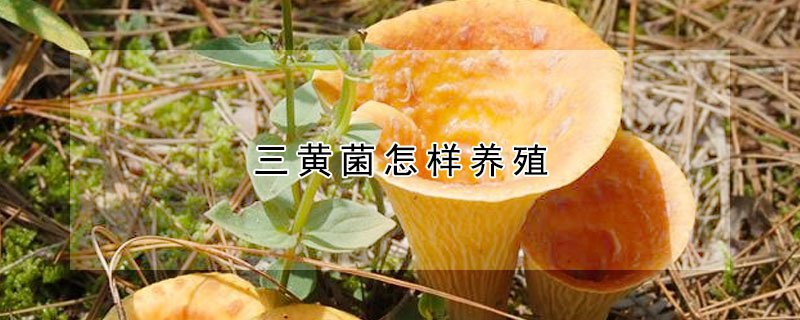 菌菇种类 发财农业网