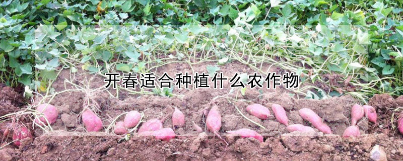 开春适合种植什么农作物