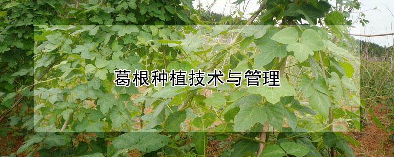 葛根种植技术与管理