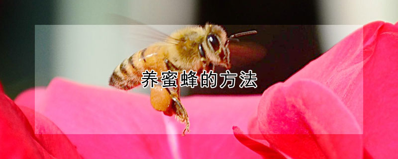 养蜜蜂的方法