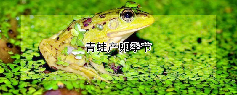 青蛙产卵季节