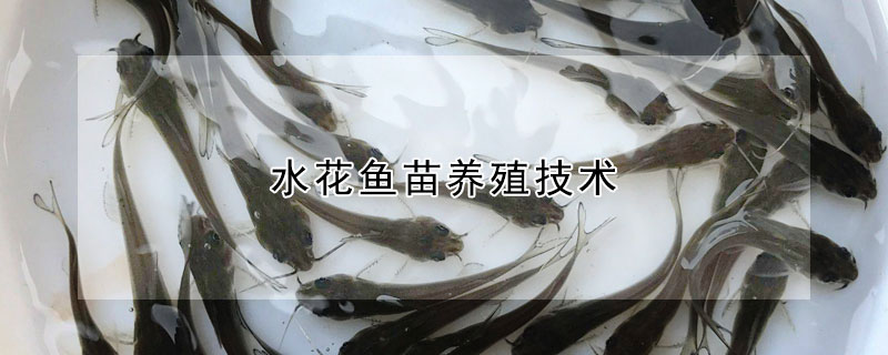 水花鱼苗养殖技术