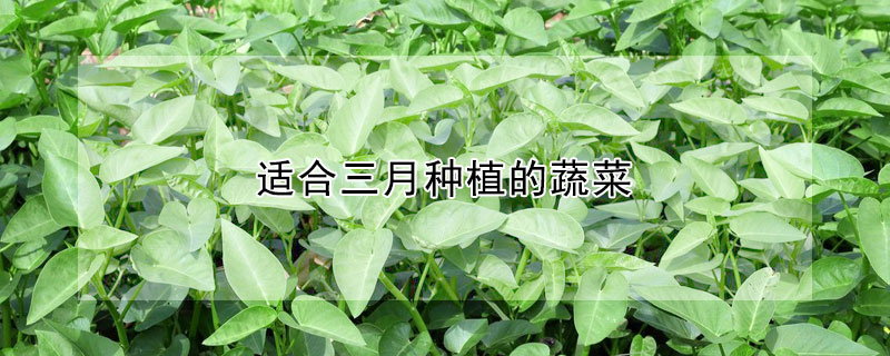 适合三月种植的蔬菜