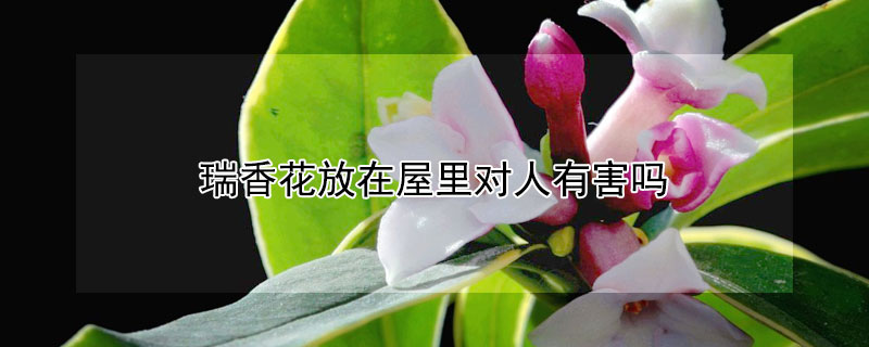 瑞香花放在屋里对人有害吗