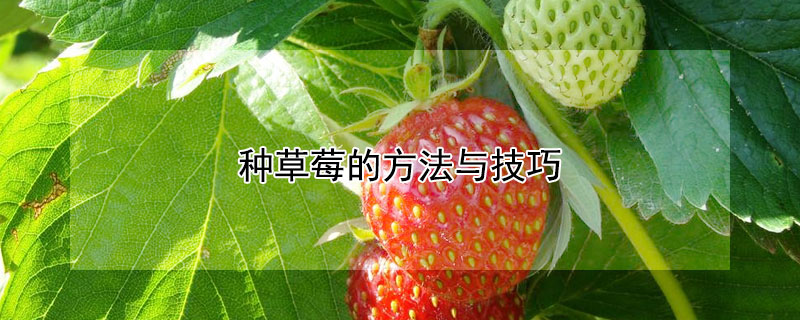种草莓的方法与技巧