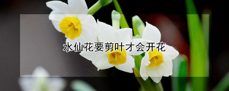 水仙花要剪叶才会开花