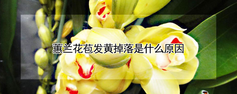 蕙兰花苞发黄掉落是什么原因