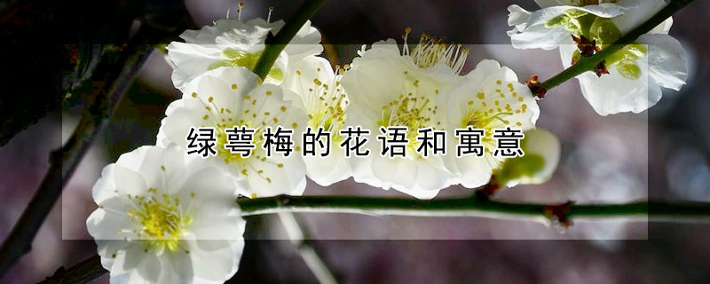 绿萼梅的花语和寓意