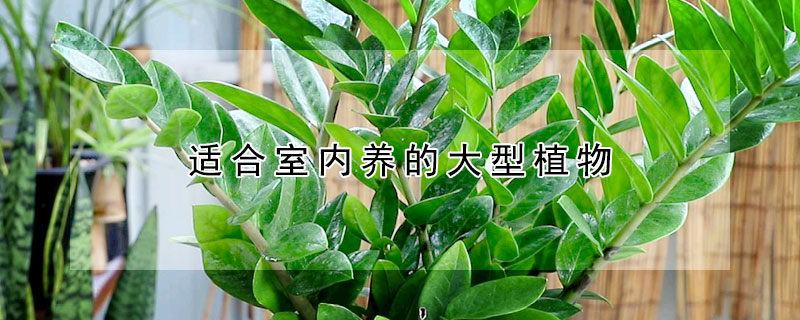 适合室内养的大型植物