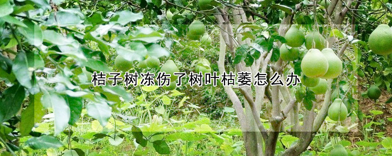 桔子树冻伤了树叶枯萎怎么办