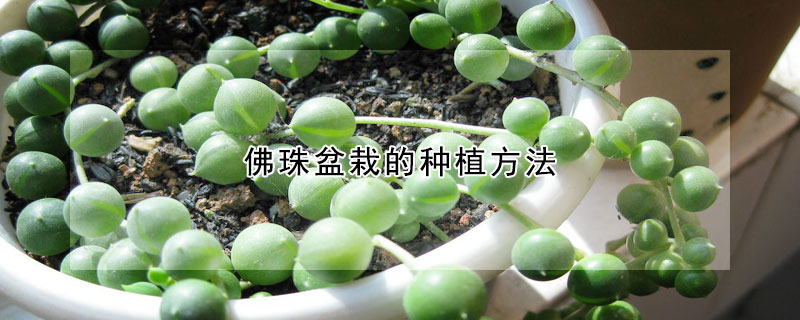 佛珠盆栽的种植方法