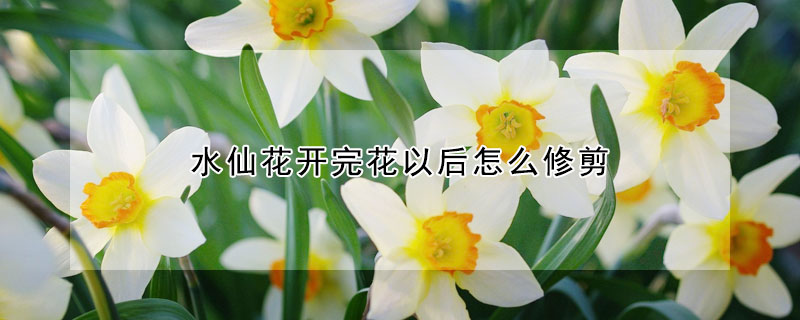 水仙花开完花以后怎么修剪