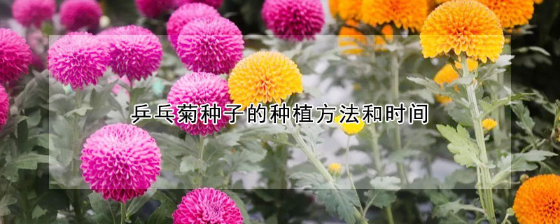 乒乓菊种子的种植方法和时间