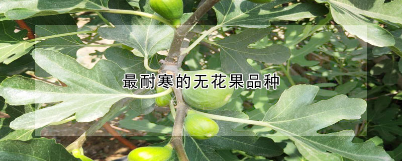 最耐寒的无花果品种