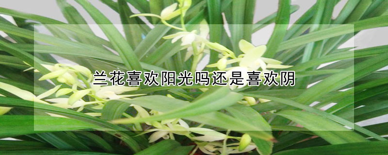 兰花喜欢阳光吗还是喜欢阴